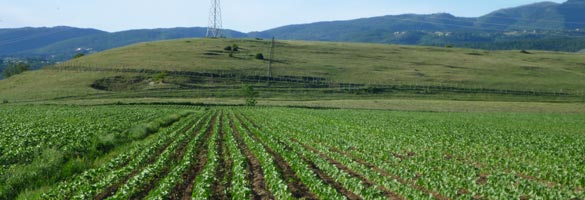 Agricoltura in Sabina